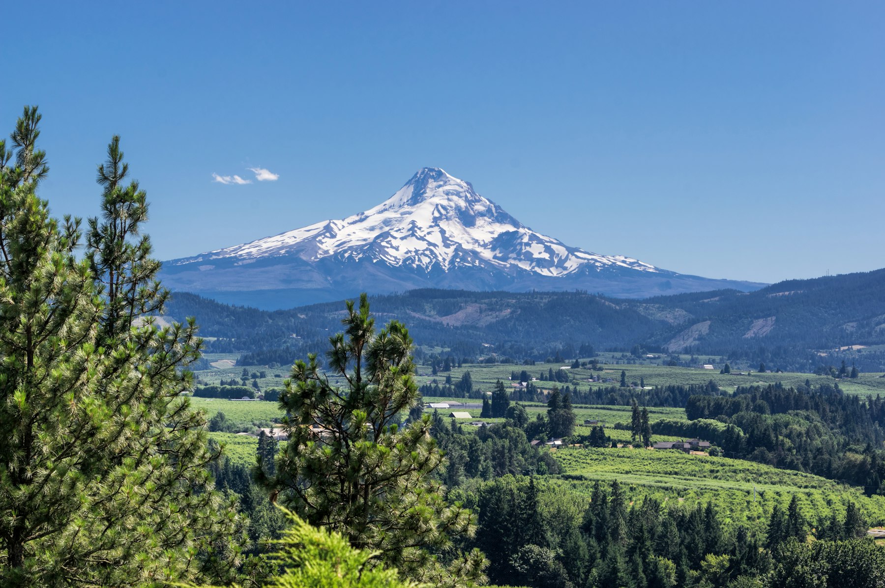 Mount Hood rising above Oregon forest